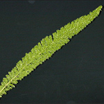 Fern - Foxtail