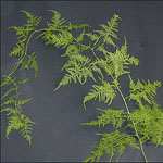 Fern - Plumosa