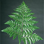 Leather Leaf Fern