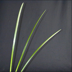 Lily Grass