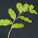 Salal