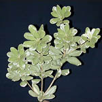 Pittosporum - Variegated