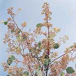 Eucalyptus - Seeded