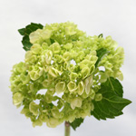 Hydrangea - 10 Stems Green Mini