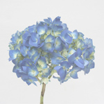Hydrangea - Pale Blue 30 Stems