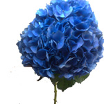 Hydrangea - 10 Stems Blue