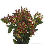 Hypericum - Red