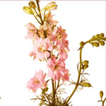 Larkspur - Pink