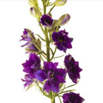 Larkspur - Purple