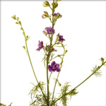 Larkspur - Lavender