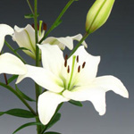 Asiatic Lily - White