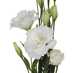 Lisianthus - White