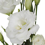 Lisianthus - White