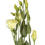 Lisianthus - Cream/Yellow