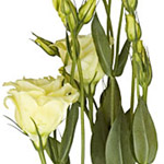 Lisianthus - Cream/Yellow