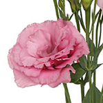 Lisianthus - Pink