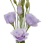 Lisianthus - Lavender