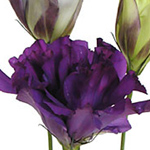 Lisianthus - Purple