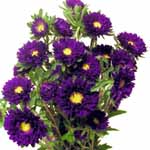 Matsumoto Aster - Purple