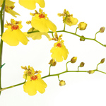 Oncidium - 10 Stems Yellow