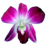 Dendrobium - 10 Stems - Fuchsia