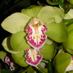 Cymbidium - Green