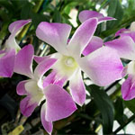 Dendrobium - 10 Stems Lavender