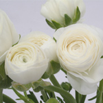 Ranunculus - White