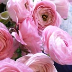 Ranunculus - Light Pink