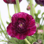 Ranunculus - Burgundy