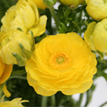 Ranunculus - Yellow