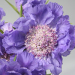 Scabiosa - Periwinkle