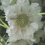 Scabiosa - White