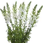 Snapdragons - White