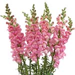 Snapdragons - Pink