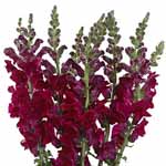 Snapdragons - Burgundy