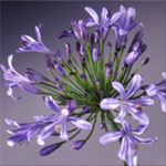 Agapanthus - Blue