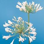 Agapanthus - White