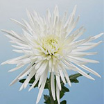 Spider Mum - White