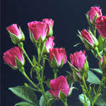 Spray Rose - Lovely Lydia