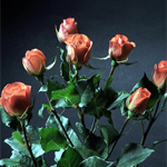 Spray Rose - Orange Babe