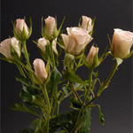 Spray Rose - Porcelena