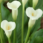 Mini Calla - Off White