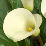 Mini Calla - Ivory