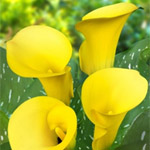 Mini Calla - Yellow