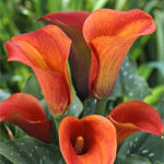 Mini Calla - Mango