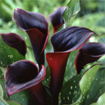 Mini Calla - Black