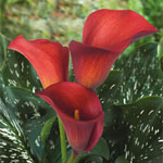 Mini Calla - Red