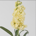 Stock - Pale Yellow