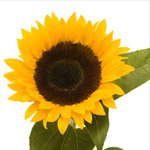 Sunflower - Black Center